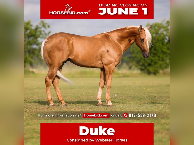 American Quarter Horse Castrone 4 Anni Palomino in Ponder