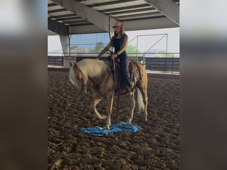 American Quarter Horse Castrone 4 Anni Palomino in Ponder