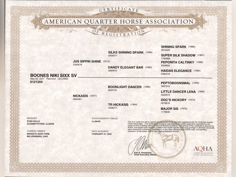 American Quarter Horse Castrone 4 Anni Palomino in Millersburg