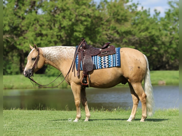 American Quarter Horse Castrone 4 Anni Palomino in Buffalo