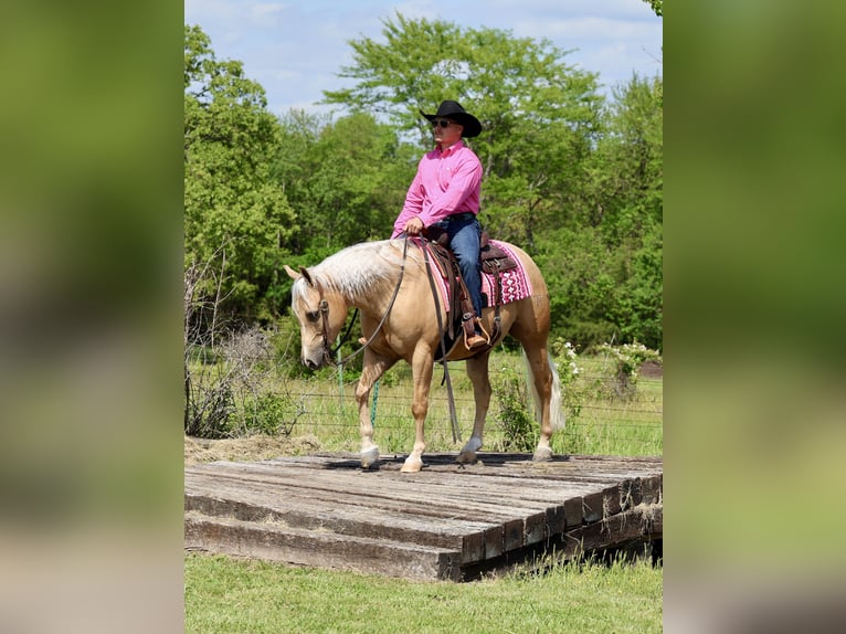 American Quarter Horse Castrone 4 Anni Palomino in Buffalo