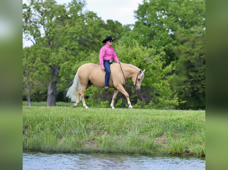 American Quarter Horse Castrone 4 Anni Palomino in Buffalo
