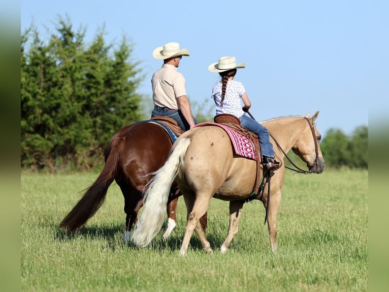 American Quarter Horse Castrone 4 Anni Palomino in Buffalo
