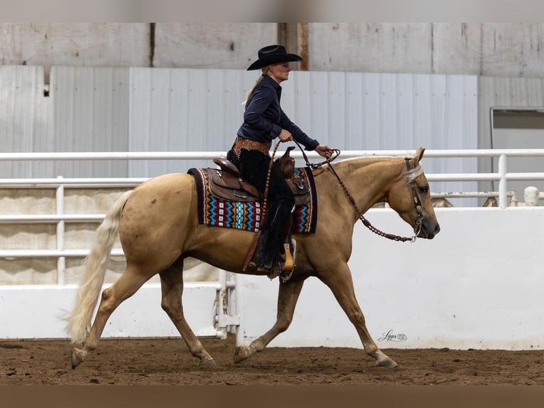 American Quarter Horse Castrone 4 Anni Palomino in Buffalo