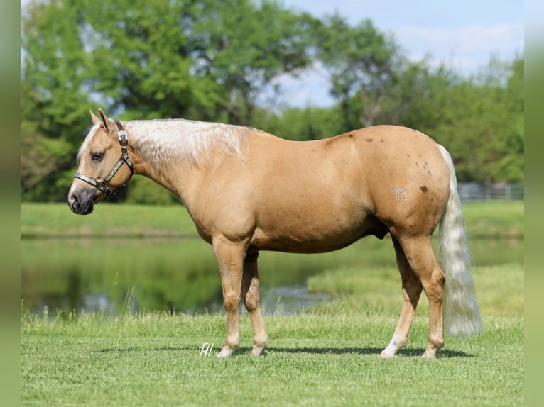 American Quarter Horse Castrone 4 Anni Palomino in Buffalo
