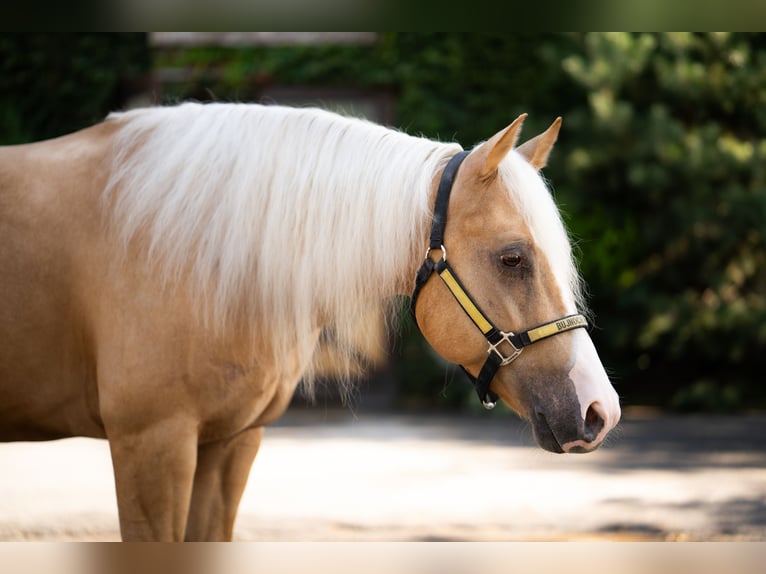 American Quarter Horse Castrone 4 Anni Palomino in Jistebník