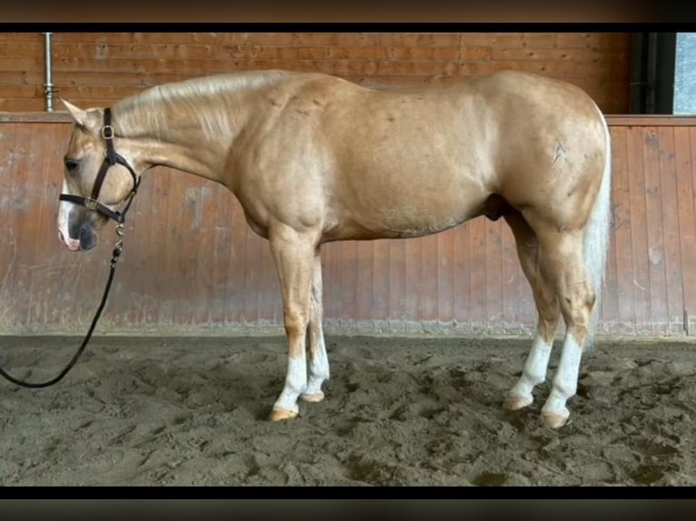 American Quarter Horse Castrone 4 Anni Palomino in Pontoglio