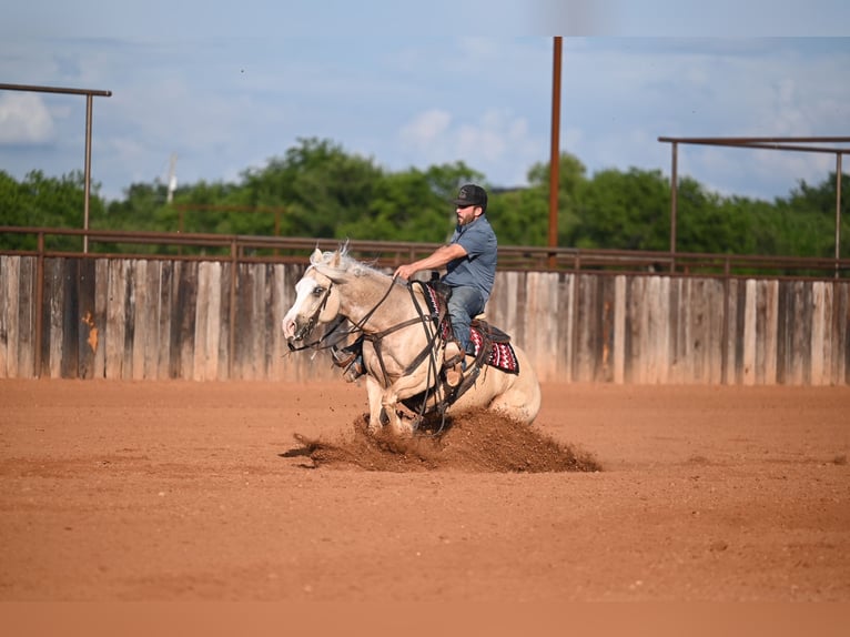 American Quarter Horse Castrone 4 Anni Palomino in Waco