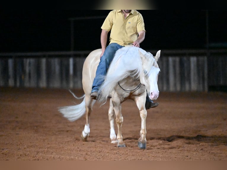 American Quarter Horse Castrone 4 Anni Palomino in Waco