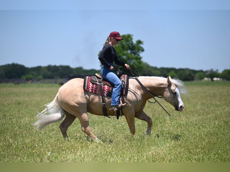American Quarter Horse Castrone 4 Anni Palomino in Waco
