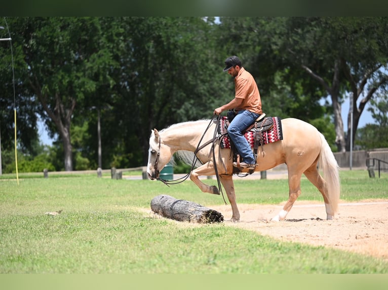 American Quarter Horse Castrone 4 Anni Palomino in Waco