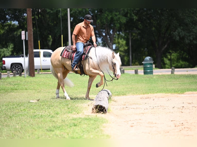 American Quarter Horse Castrone 4 Anni Palomino in Waco