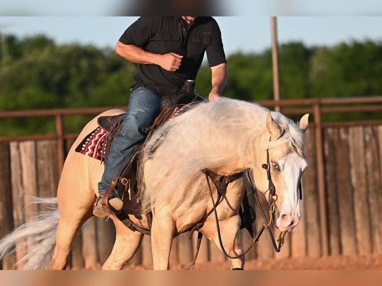 American Quarter Horse Castrone 4 Anni Palomino in Waco