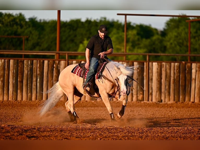 American Quarter Horse Castrone 4 Anni Palomino in Waco