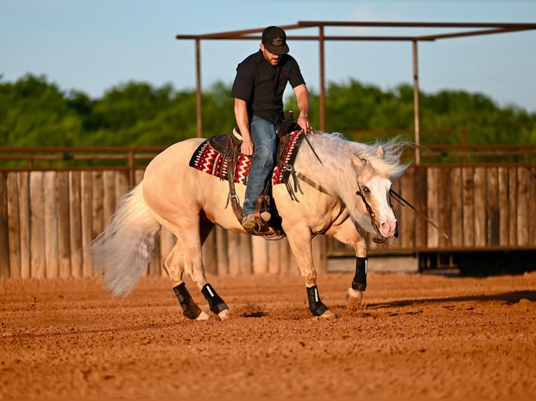American Quarter Horse Castrone 4 Anni Palomino in Waco