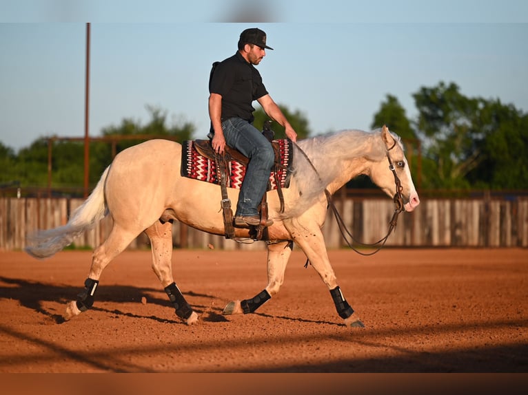 American Quarter Horse Castrone 4 Anni Palomino in Waco