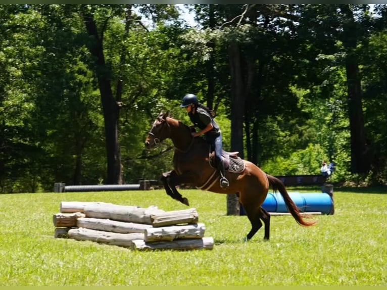 American Quarter Horse Castrone 4 Anni Pelle di daino in Clover
