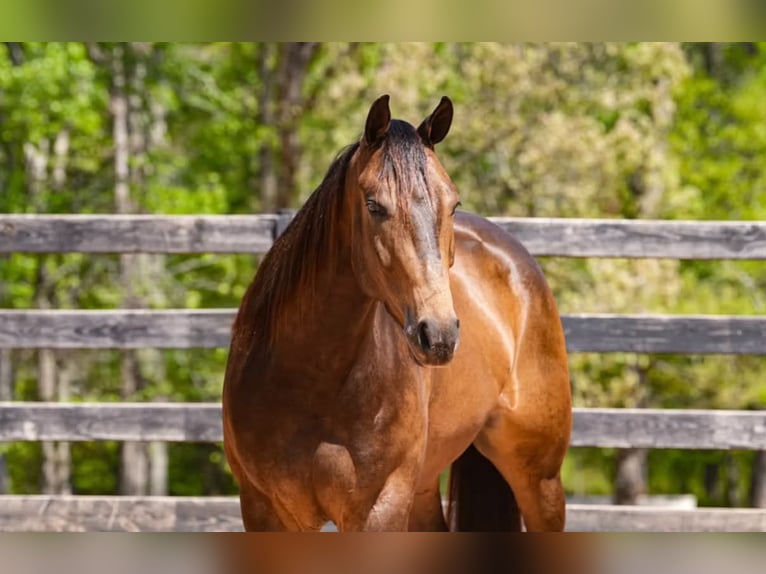 American Quarter Horse Castrone 4 Anni Pelle di daino in Clover