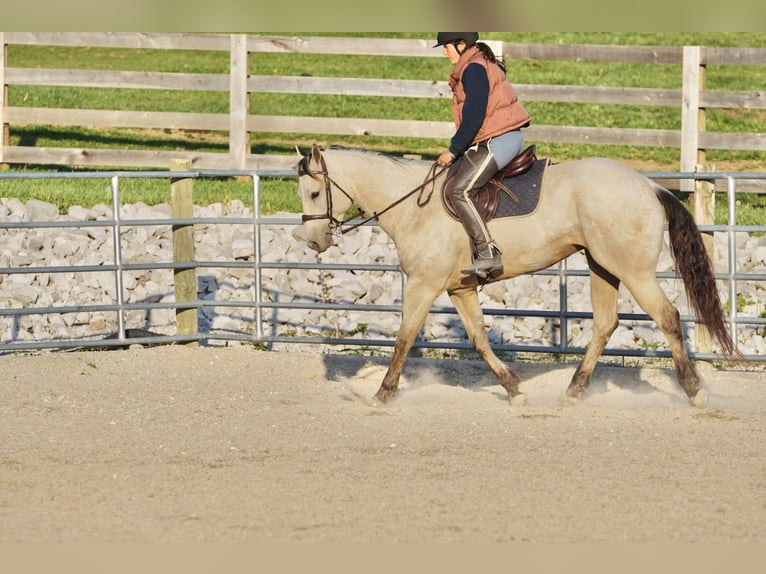 American Quarter Horse Castrone 4 Anni Pelle di daino in Rineyville
