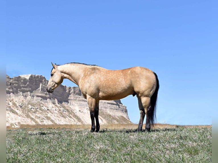 American Quarter Horse Castrone 4 Anni Pelle di daino in Bayard, Nebraska
