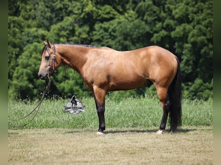 American Quarter Horse Castrone 4 Anni Pelle di daino in Mount Vernon, KY