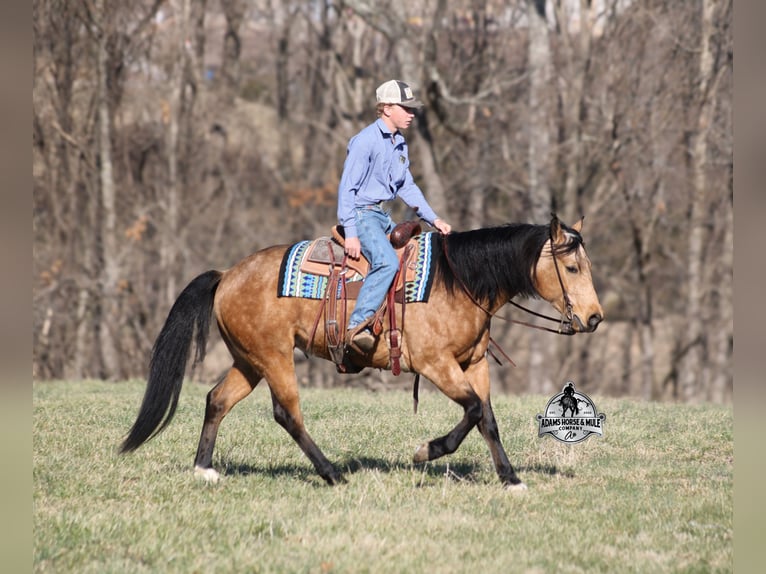 American Quarter Horse Castrone 4 Anni Pelle di daino in Mount Vernon, KY