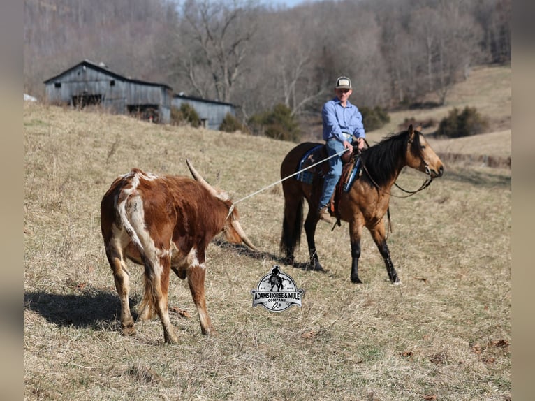 American Quarter Horse Castrone 4 Anni Pelle di daino in Mount Vernon, KY