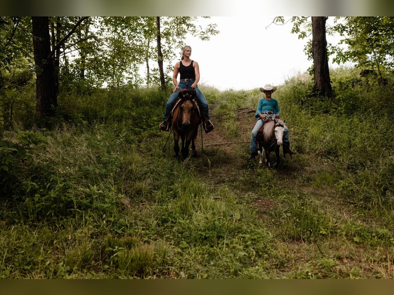 American Quarter Horse Castrone 4 Anni Pelle di daino in Orrville