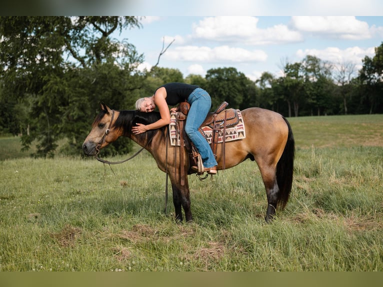 American Quarter Horse Castrone 4 Anni Pelle di daino in Orrville