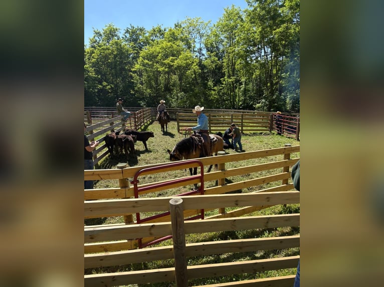 American Quarter Horse Castrone 4 Anni Pelle di daino in Orrville