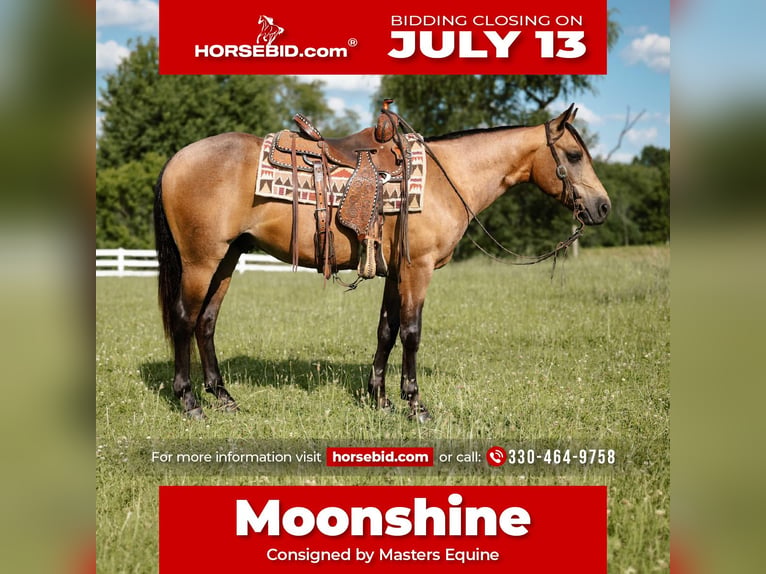 American Quarter Horse Castrone 4 Anni Pelle di daino in Orrville