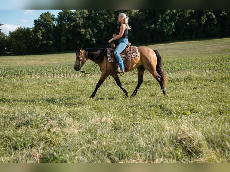 American Quarter Horse Castrone 4 Anni Pelle di daino in Orrville