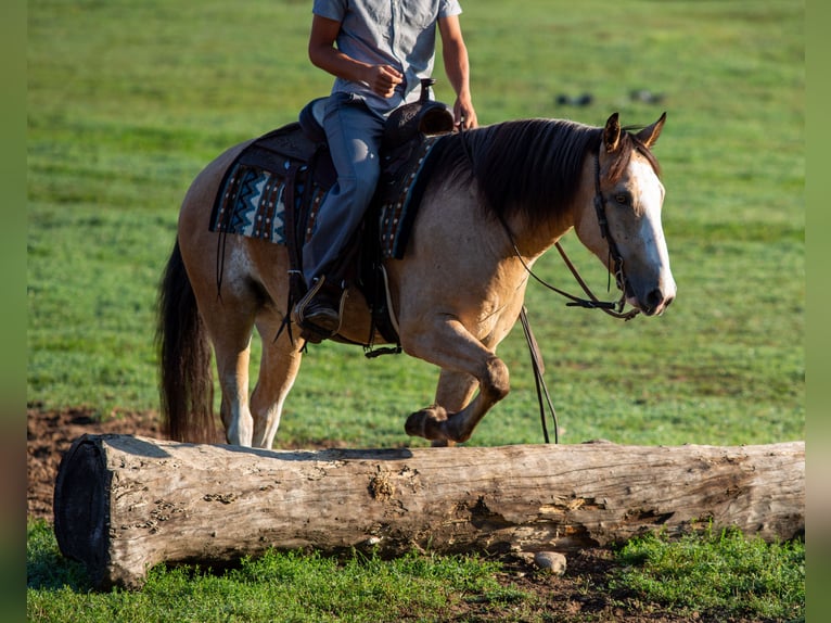American Quarter Horse Mix Castrone 4 Anni Pelle di daino in Shipshewana
