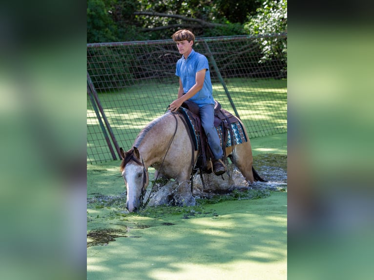 American Quarter Horse Mix Castrone 4 Anni Pelle di daino in Shipshewana