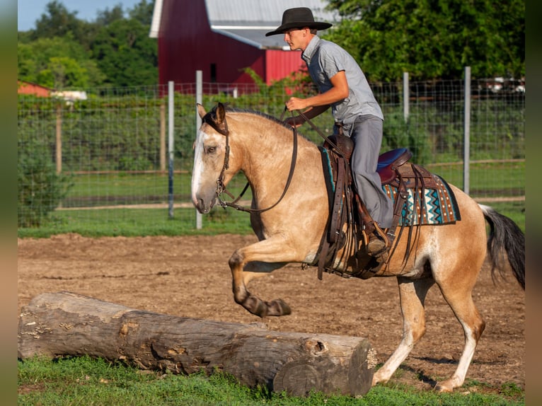 American Quarter Horse Mix Castrone 4 Anni Pelle di daino in Shipshewana
