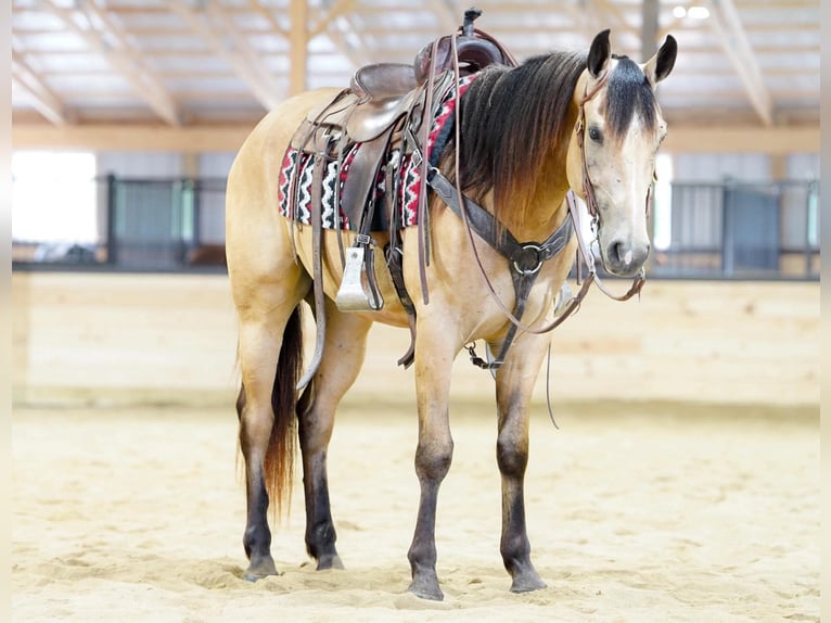 American Quarter Horse Castrone 4 Anni Pelle di daino in Rebersburg