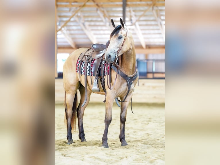 American Quarter Horse Castrone 4 Anni Pelle di daino in Rebersburg