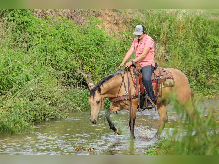 American Quarter Horse Castrone 4 Anni Pelle di daino in Rusk