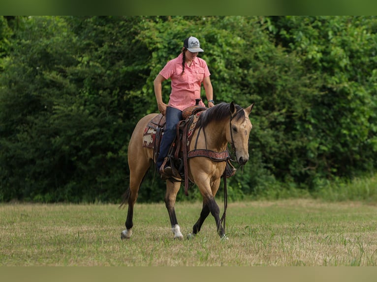 American Quarter Horse Castrone 4 Anni Pelle di daino in Rusk
