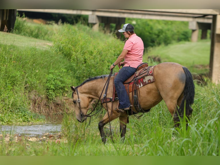 American Quarter Horse Castrone 4 Anni Pelle di daino in Rusk