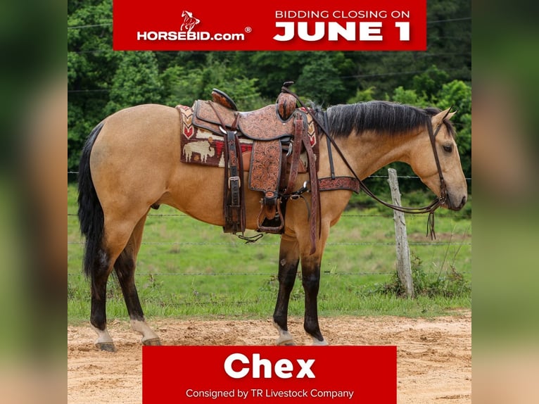 American Quarter Horse Castrone 4 Anni Pelle di daino in Rusk