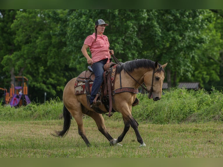 American Quarter Horse Castrone 4 Anni Pelle di daino in Rusk