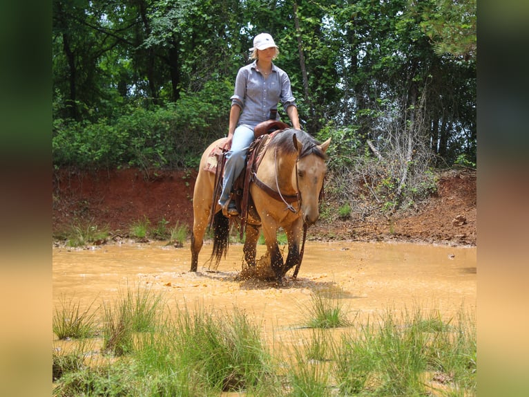 American Quarter Horse Castrone 4 Anni Pelle di daino in Rusk