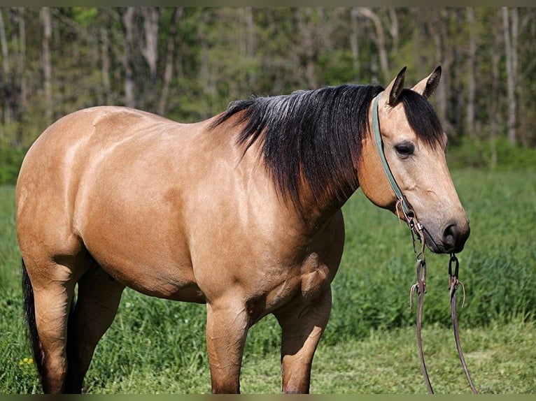 American Quarter Horse Castrone 4 Anni Pelle di daino in Mount Vernon, KY