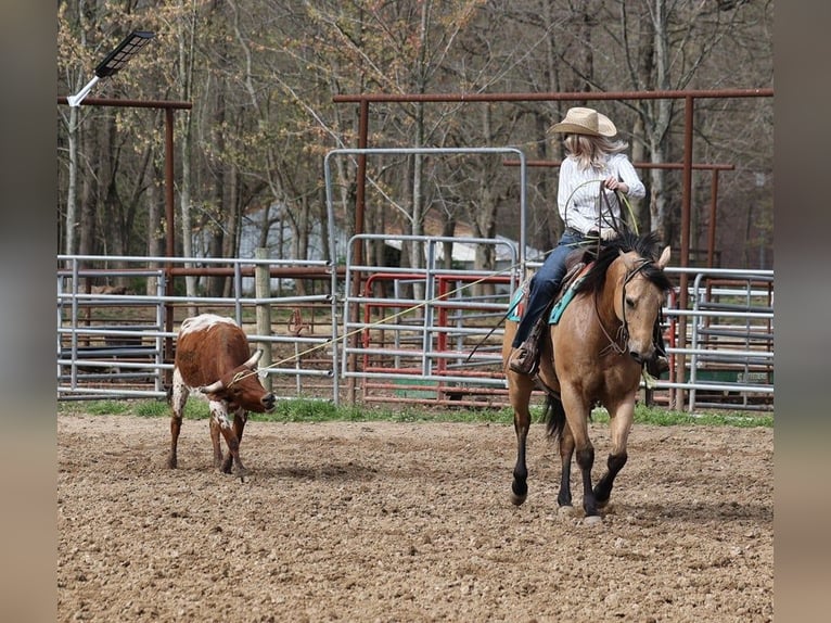 American Quarter Horse Castrone 4 Anni Pelle di daino in Mount Vernon, KY