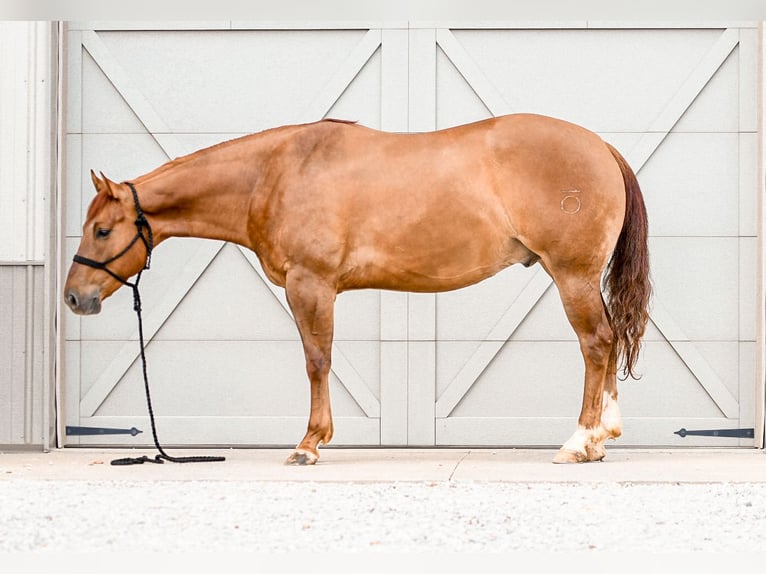 American Quarter Horse Castrone 4 Anni Red dun in Sullivan