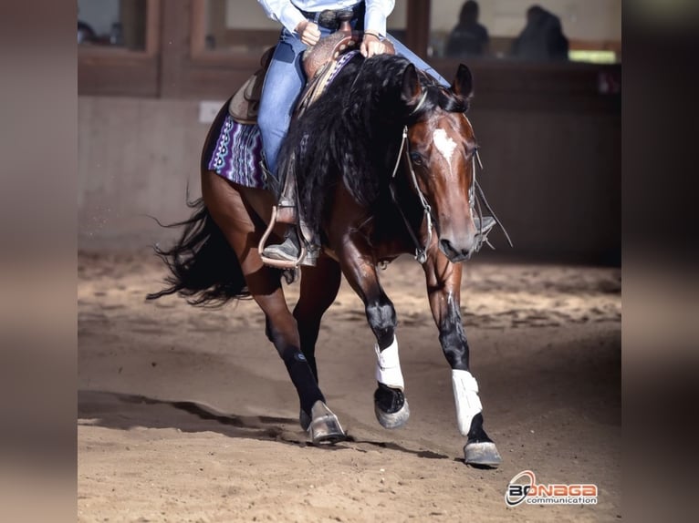 American Quarter Horse Castrone 4 Anni in Eppan