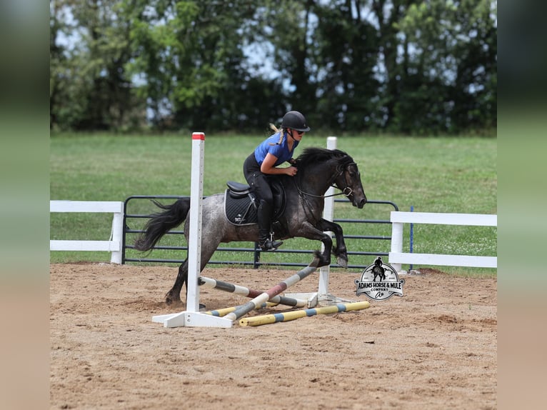 American Quarter Horse Castrone 4 Anni Roano blu in Gladstone, NJ