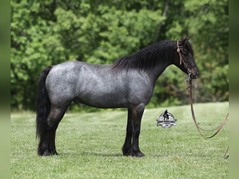 American Quarter Horse Castrone 4 Anni Roano blu in Gladstone, NJ