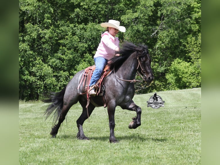 American Quarter Horse Castrone 4 Anni Roano blu in Gladstone, NJ